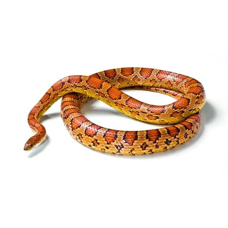CORN SNAKE REPTILES.AE available