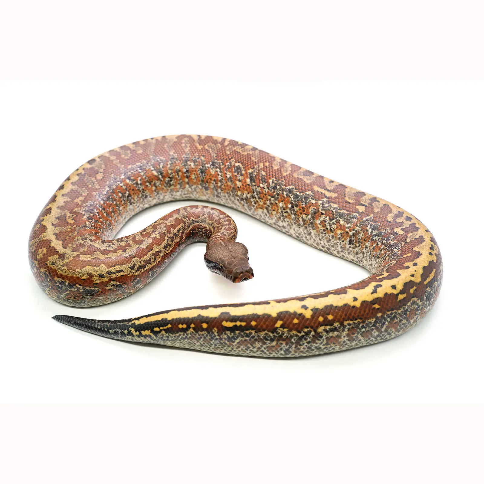 Female Batik het. T- Blood Python – reptiles.ae
