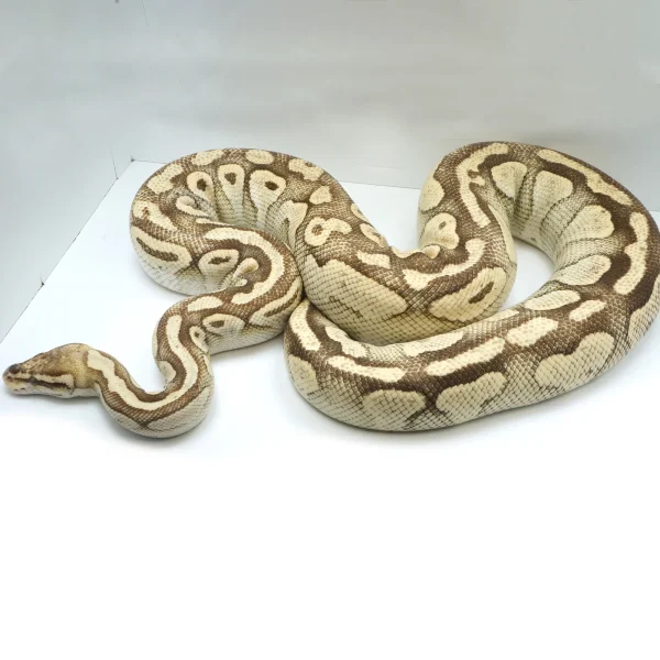 2018 Breeder Female Pastel Yellowbelly Lesser Ball Python