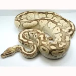 2018 Breeder Female Pastel Yellowbelly Lesser Ball Python