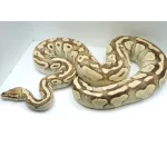 2018 Breeder Female Pastel Yellowbelly Lesser Ball Python - Image 2