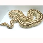 2018 Breeder Female Pastel Yellowbelly Lesser Ball Python - Image 2
