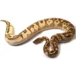 2019 Female Bright Brother's Pastel Lucifer Yellowbelly Fader Ball Python - Image 3