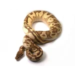 2019 Female Bright Brother's Pastel Lucifer Yellowbelly Fader Ball Python