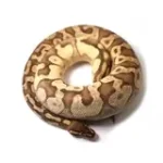 2019 Female Bright Brother's Pastel Lucifer Yellowbelly Fader Ball Python - Image 4