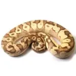 2019 Female Bright Brother's Pastel Lucifer Yellowbelly Fader Ball Python - Image 5