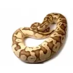 2019 Female Bright Brother's Pastel Lucifer Yellowbelly Fader Ball Python - Image 2