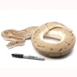 2019 Female Enchi Spider Yellowbelly Orion +++ (Superficial healed injury on jaw) - Image 3