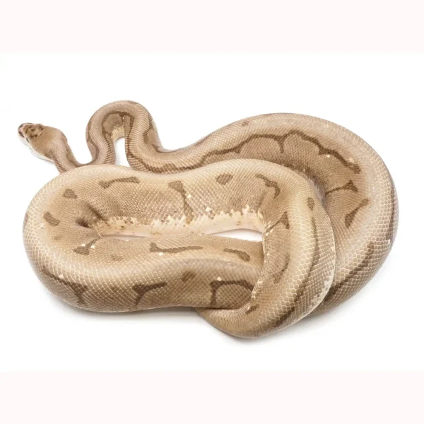 2019 Female Enchi Spider Yellowbelly Orion +++ (Superficial healed injury on jaw)