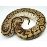 2019 Male Lucifer Yellowbelly Het Pied Ball Python