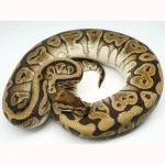 2019 Male Lucifer Yellowbelly Het Pied Ball Python
