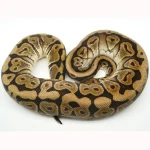 2019 Male Lucifer Yellowbelly Het Pied Ball Python - Image 3