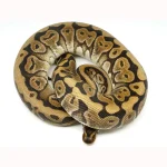 2019 Male Lucifer Yellowbelly Het Pied Ball Python - Image 2
