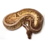 2019 Male Pastel Hidden Gene Woma Granite Yellowbelly Super fader Ball Python. - Image 2