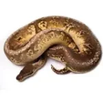 2019 Male Pastel Hidden Gene Woma Granite Yellowbelly Super fader Ball Python.