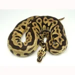 2019 Male Spotnose leopard Enchi 50% Het ghost Het Clown Het Desert Ghost Ball Python