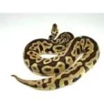 2019 Male Spotnose leopard Enchi 50% Het ghost Het Clown Het Desert Ghost Ball Python - Image 3