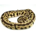 2019 Male Spotnose leopard Enchi 50% Het ghost Het Clown Het Desert Ghost Ball Python - Image 3
