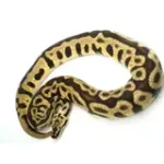 2019 Male Spotnose leopard Enchi 50% Het ghost Het Clown Het Desert Ghost Ball Python - Image 2