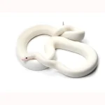 2020 Female Leucistic Colombian Rainbow Boa – Sub Adult