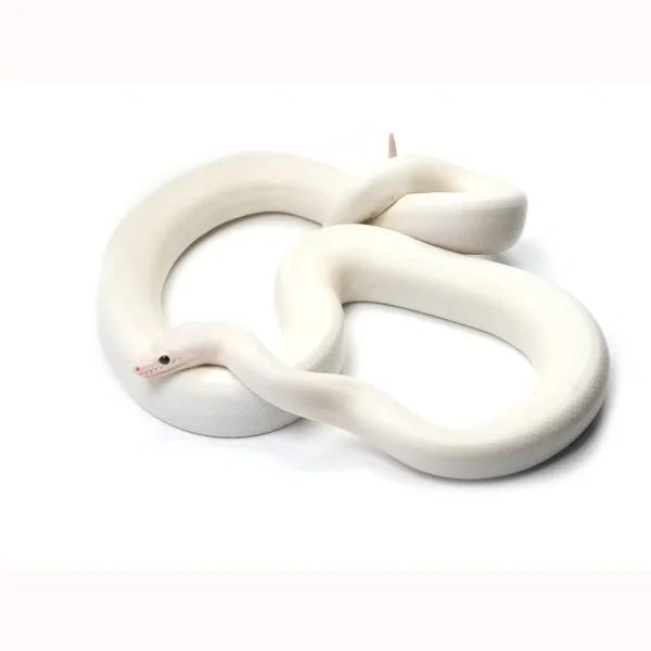 2020 Female Leucistic Colombian Rainbow Boa – Sub Adult