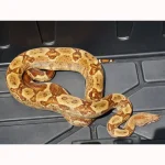 2020 Male Breedable Hypo Het Leopard Het Black Eyed Anerythristic 50% Possible Het Kahl Albino Boa Constrictor. - Image 3