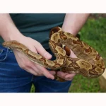 2020 Male Breedable Hypo Het Leopard Het Black Eyed Anerythristic 50% Possible Het Kahl Albino Boa Constrictor. - Image 2