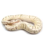 2021 Male Lucifer Enchi Super Inferno Fader Het. Desert Ghost Het. Clown Ball Python - Image 2