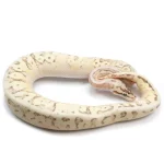 2021 Male Lucifer Enchi Super Inferno Fader Het. Desert Ghost Het. Clown Ball Python