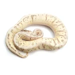 2021 Male Lucifer Enchi Super Inferno Fader Het. Desert Ghost Het. Clown Ball Python - Image 3