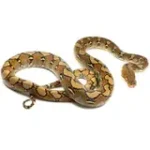 2021 Female 100% Het Ocelot 66% Het. Caramel Reticulated Python - Image 2