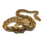 2021 Female 100% Het Ocelot 66% Het. Caramel Reticulated Python