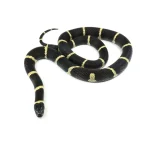 2021 Female "King Duran" Gray-banded California King Snake X Honduran Milk Snake