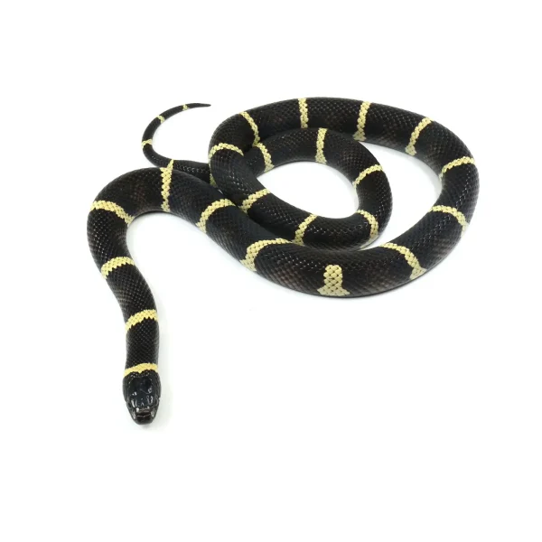 2021 Female "King Duran" Gray-banded California King Snake X Honduran Milk Snake