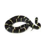 2021 Female "King Duran" Gray-banded California King Snake X Honduran Milk Snake - Image 2