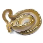 2021 Female Phantom Motley Het Albino Reticulated Python - Image 3