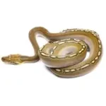 2021 Female Phantom Motley Het Albino Reticulated Python