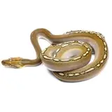 2021 Female Phantom Motley Het Albino Reticulated Python