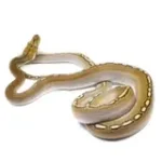 2021 Female Phantom Motley Het Albino Reticulated Python - Image 2