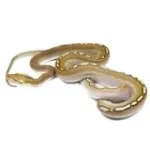 2021 Female Phantom Motley Het Albino Reticulated Python - Image 4