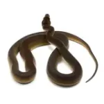 2021 Male Golden Child Tiger Anthrax Reticulated Python - Image 3