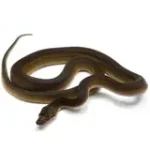 2021 Male Golden Child Tiger Anthrax Reticulated Python - Image 2