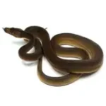 2021 Male Golden Child Tiger Anthrax Reticulated Python