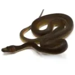 2021 Male Golden Child Tiger Anthrax Reticulated Python - Image 4