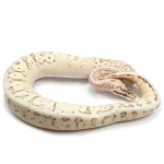 2021 Male Lucifer Enchi Super Inferno Fader Het. Desert Ghost Het. Clown Ball Python