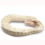 2021 Male Lucifer Enchi Super Inferno Fader Het. Desert Ghost Het. Clown Ball Python - Image 4