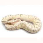 2021 Male Lucifer Enchi Super Inferno Fader Het. Desert Ghost Het. Clown Ball Python - Image 3