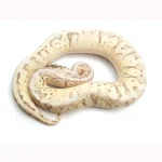 2021 Male Lucifer Enchi Super Inferno Fader Het. Desert Ghost Het. Clown Ball Python - Image 2