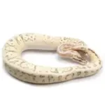 2021 Male Lucifer Enchi Super Inferno Fader Het. Desert Ghost Het. Clown Ball Python