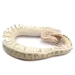 2021 Male Lucifer Enchi Super Inferno Fader Het. Desert Ghost Het. Clown Ball Python